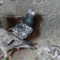 دوتا گبوتر پرشی فیلم پرش موجود