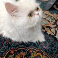 پرشین سوپر فلت