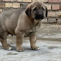 توله پژدرفی ۵