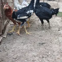 جوجه دورگه لاری