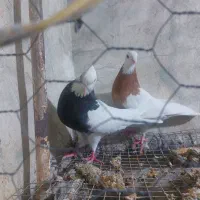 جفت ماده درجه یک سو طوق زرد خال سیاه|پرنده|بهبهان, |دیوار