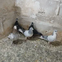 کفتر فروشی|پرنده|تاکستان, |دیوار