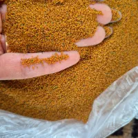خاک شیر|عمده‌فروشی|شیراز, هفت تنان|دیوار