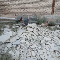 بوقلمون ماده|حیوانات مزرعه|بیستون, |دیوار