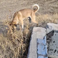 واگذاری سگ سرابی همه چیز به ضمانت ۱۸ماهه|سگ|جوادآباد, |دیوار