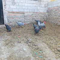 تخم نطفه دار پیلموت راک|حیوانات مزرعه|صوفیان, |دیوار