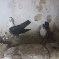 کبوتر کلاغ کاکلی پاک و کلاغ کربلایی