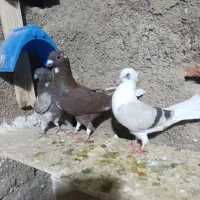 4عدد کبوتر مفت