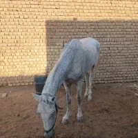 اسب|اسب و تجهیزات اسبسواری|یونسی, |دیوار
