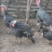 بوقلمون نر و ماده|حیوانات مزرعه|گرگان, |دیوار