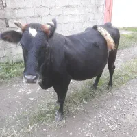 گاو چالوسی ابستن