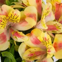 آموزش و فروش گل دست‌ساز منعطف همیشه جاودان|گل مصنوعی|نجف‌آباد, ویلاشهر|دیوار