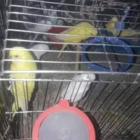 مرغ عشق|پرنده|ابریشم, |دیوار