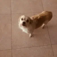 این سگ پیدا شده