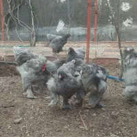 تخم نطفه دار برهما بلو بلک