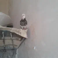 کفتر طوقی|پرنده|شیراز, دوکوهک|دیوار