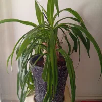 گل سوسن|گل و گیاه طبیعی|سیرجان, |دیوار