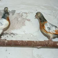 کبوتر جوجه تیدی پاکستانی