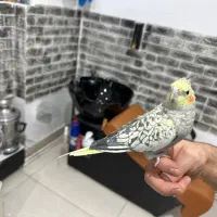 ۲ عدد عروس هلندی دستی|پرنده|ماکو, |دیوار