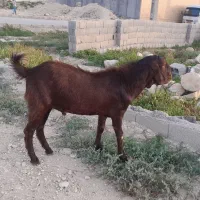 پازن پاکستانی