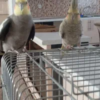 جفت عروس هلندی کار داده|پرنده|مهاباد (آذربایجان غربی), |دیوار