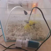 آکواریوم|ماهی|نسیم‌شهر, |دیوار