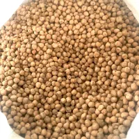نخود آبگوشتی