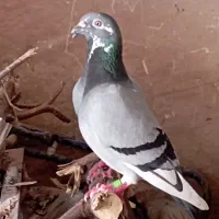 چاپی