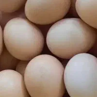 تخم مرغ محلی  قیمت 8000هزار تومان|خوردنی و آشامیدنی|گنبد کاووس, |دیوار