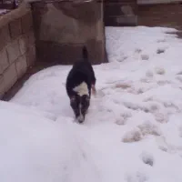 توله سگ|سگ|فیروزه, |دیوار