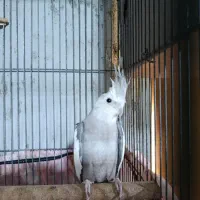 عروس هلندی|پرنده|شمیل, |دیوار