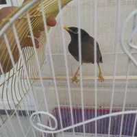 مینا و سهره قناری و خمره معاوضه