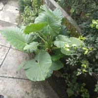 گل باباعالم