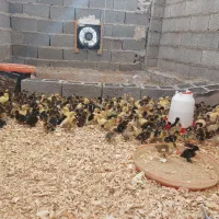 جوجه اردک محلی|حیوانات مزرعه|رشت, حومه رشت|دیوار