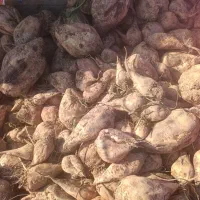 چغندر خوراک دام کاه یونجه جو گندم کنسانتره|لوازم جانبی حیوانات|تهران, فردوسی|دیوار