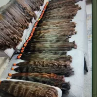 خریدار موهای سر بانوان