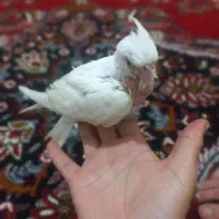 عروس هلندی فروشی