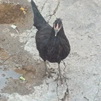 مرغ و خروس|حیوانات مزرعه|اهواز, بهارستان|دیوار