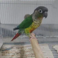گرینچیک دستی و سخن گو