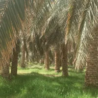 فروش-باغ-خرما-دارستان-بم