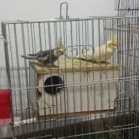 باسلام دوجفت عروس هلندی مولد 3تاجوجه دنخور