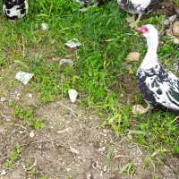 اردک مسکویی (اسراییلی)|حیوانات مزرعه|هلیلان, |دیوار