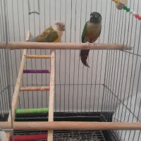 جفت گرینچیک دستی و سخنگو