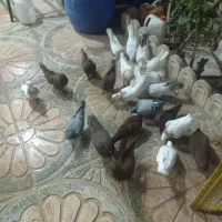 کبوتر یه رنگ وطوقی