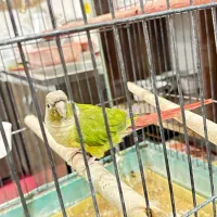 گرینچیک دستی و عروس هلندی مرواریدی ماده باهم|پرنده|یزد, |دیوار