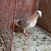 پشدار پلاکی