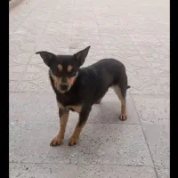 در صورت مشاهده تماس بگیرید