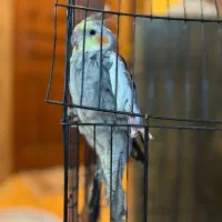 دو تا عروس هلندی نر شیطون|پرنده|مشهد, آزادشهر|دیوار