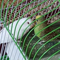 پرنده مرغ عشق