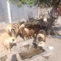 بره نر فروشی